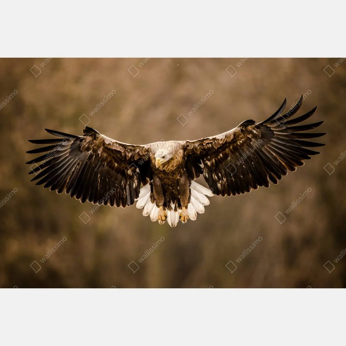 Fototapeta majestatyczny orzeł w locie – Wallissimo® Fototapeta majestatyczny orzeł w locie – Wallissimo®