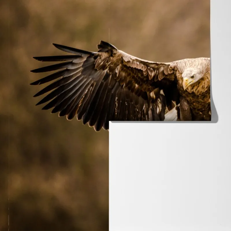 Fototapeta majestatyczny orzeł w locie – Wallissimo® Fototapeta majestatyczny orzeł w locie – Wallissimo®