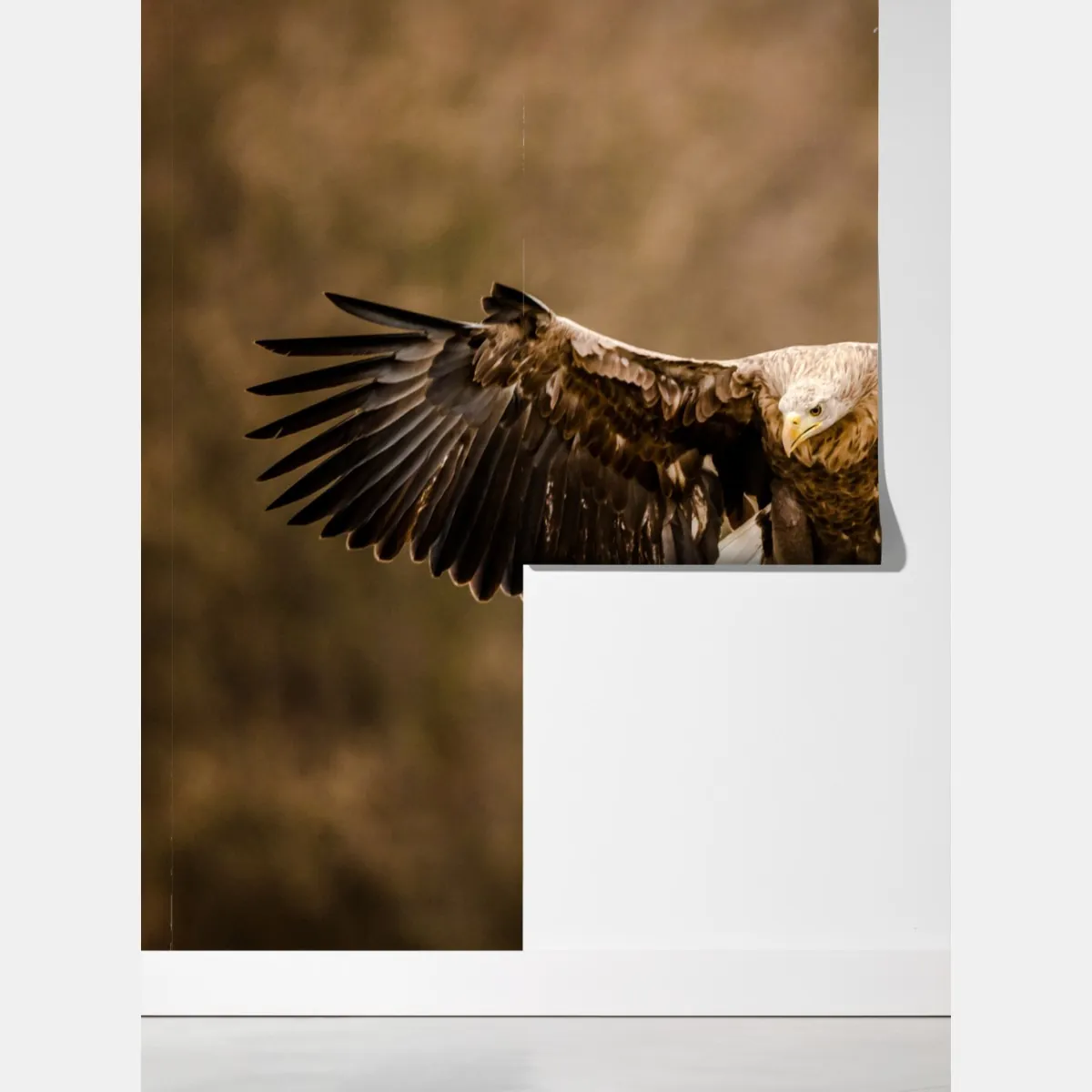 Fototapeta majestatyczny orzeł w locie – Wallissimo® Fototapeta majestatyczny orzeł w locie – Wallissimo®