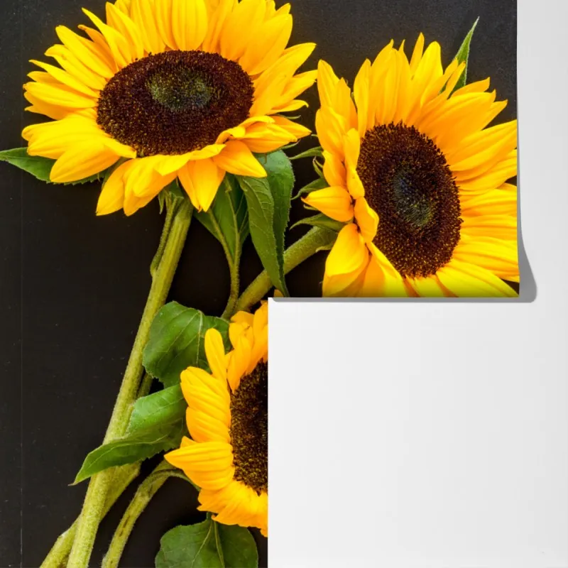 Fototapeta bukiet słoneczników na czarnym tle – Wallissimo® Fototapeta bukiet słoneczników na czarnym tle – Wallissimo®