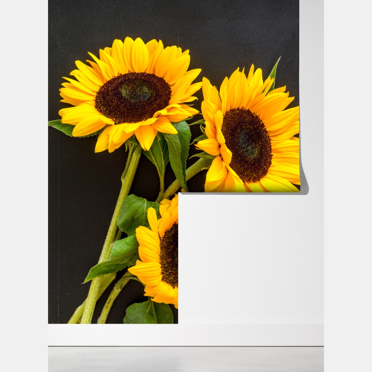 Fototapeta bukiet słoneczników na czarnym tle – Wallissimo® Fototapeta bukiet słoneczników na czarnym tle – Wallissimo®