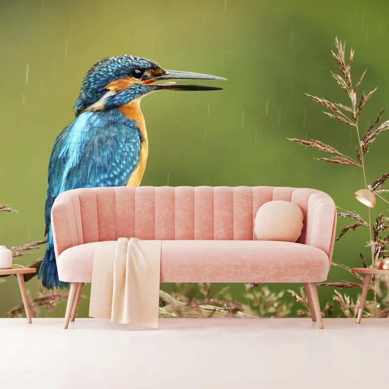 Fototapeta żywy zimorodek w deszczu