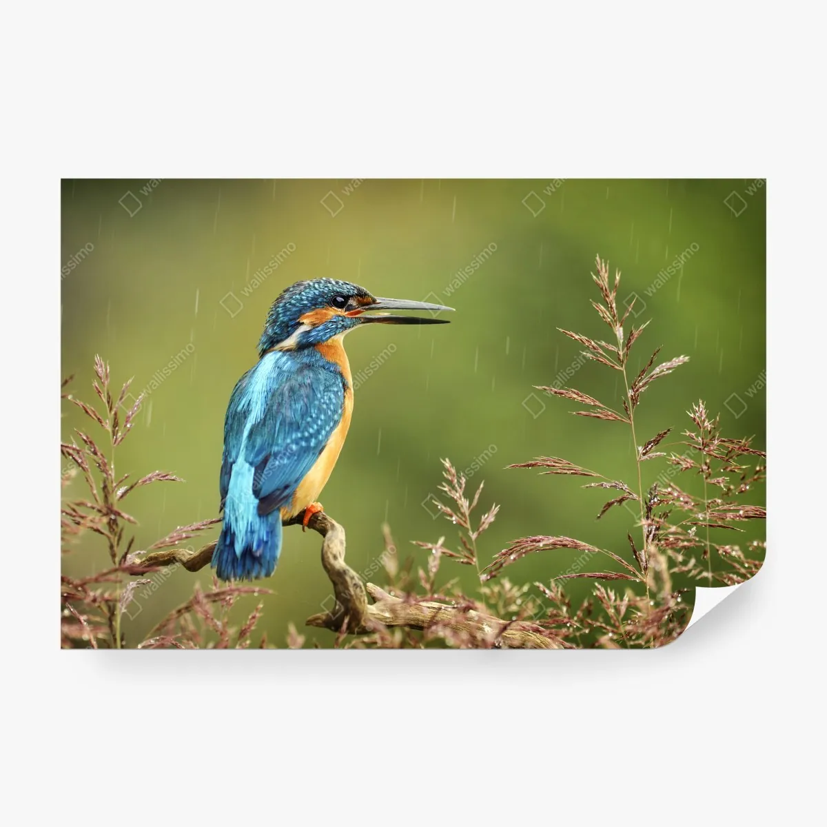 Fototapeta żywy zimorodek w deszczu – Wallissimo® Fototapeta żywy zimorodek w deszczu – Wallissimo®