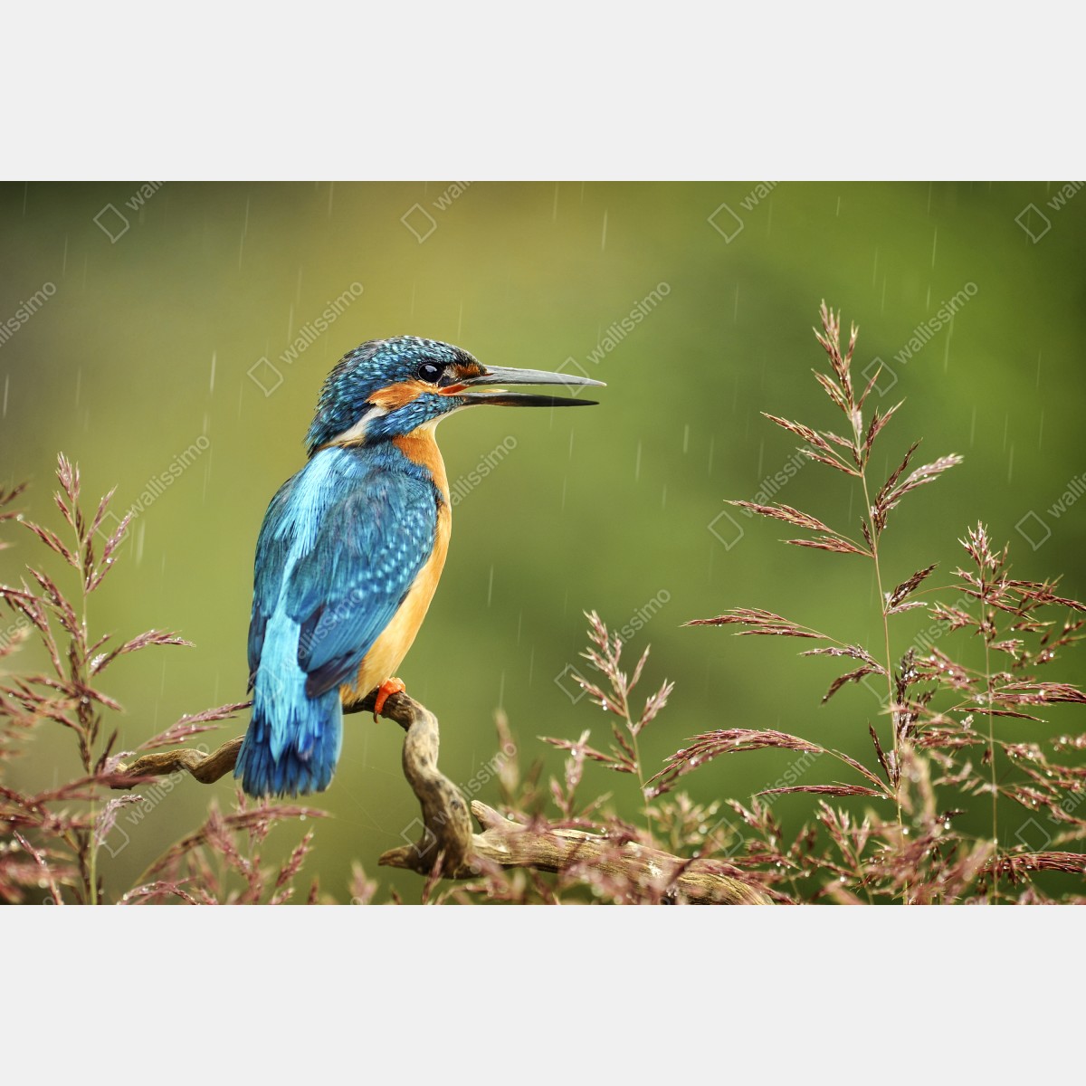 Fototapeta żywy zimorodek w deszczu – Wallissimo® Fototapeta żywy zimorodek w deszczu – Wallissimo®