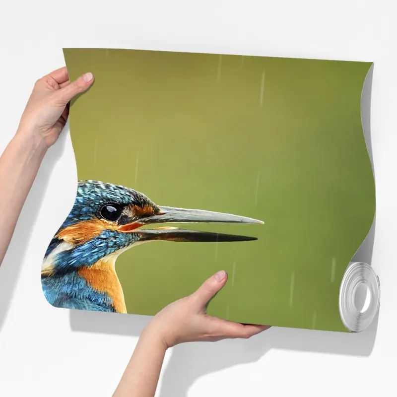 Fototapeta żywy zimorodek w deszczu – Wallissimo® Fototapeta żywy zimorodek w deszczu – Wallissimo®