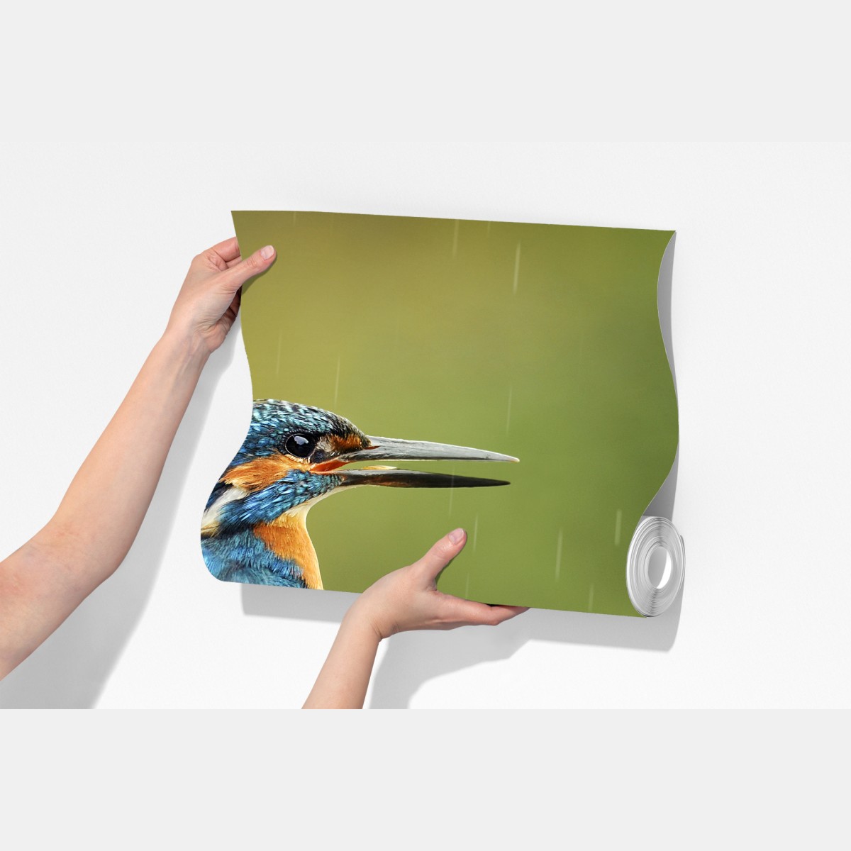 Fototapeta żywy zimorodek w deszczu – Wallissimo® Fototapeta żywy zimorodek w deszczu – Wallissimo®