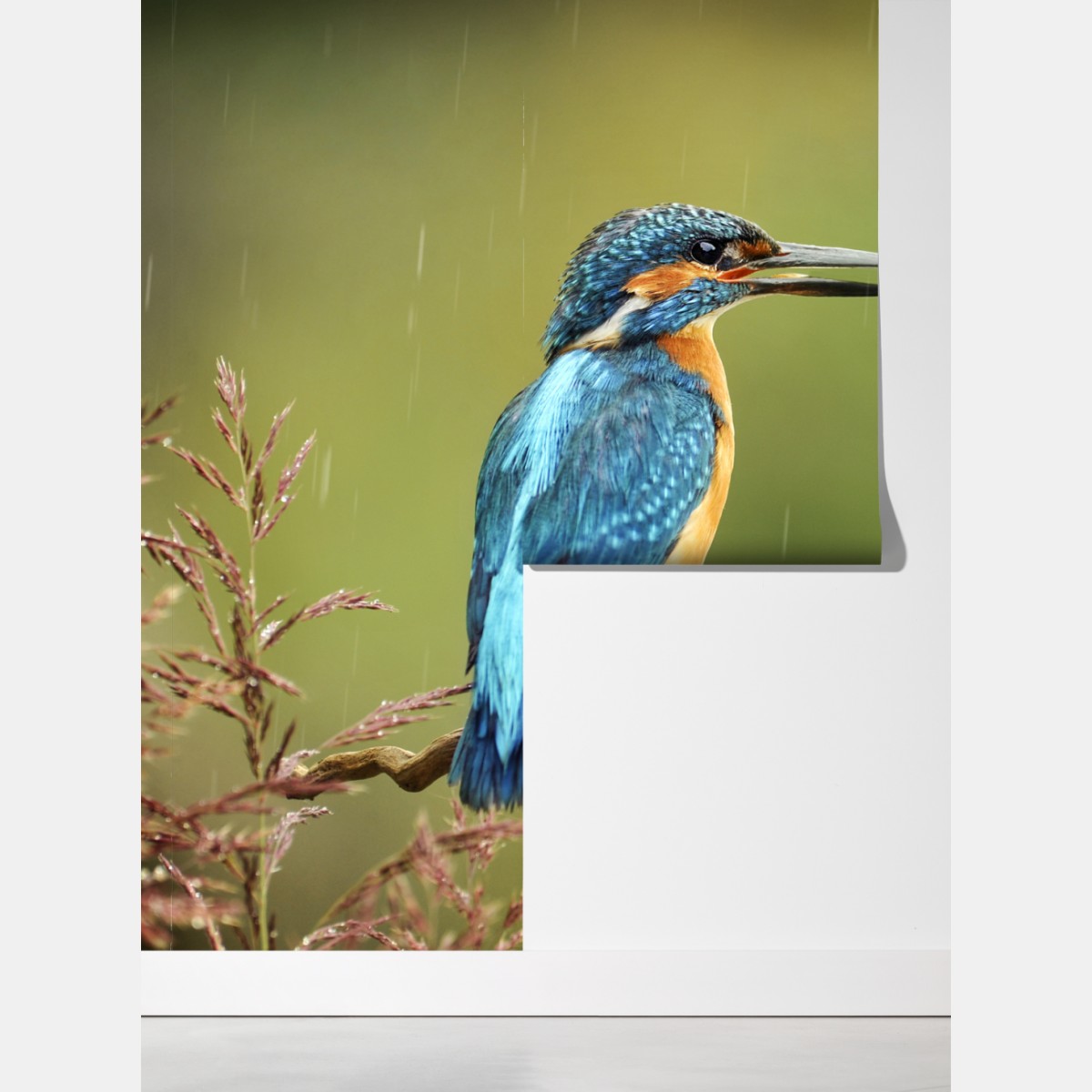 Fototapeta żywy zimorodek w deszczu – Wallissimo® Fototapeta żywy zimorodek w deszczu – Wallissimo®