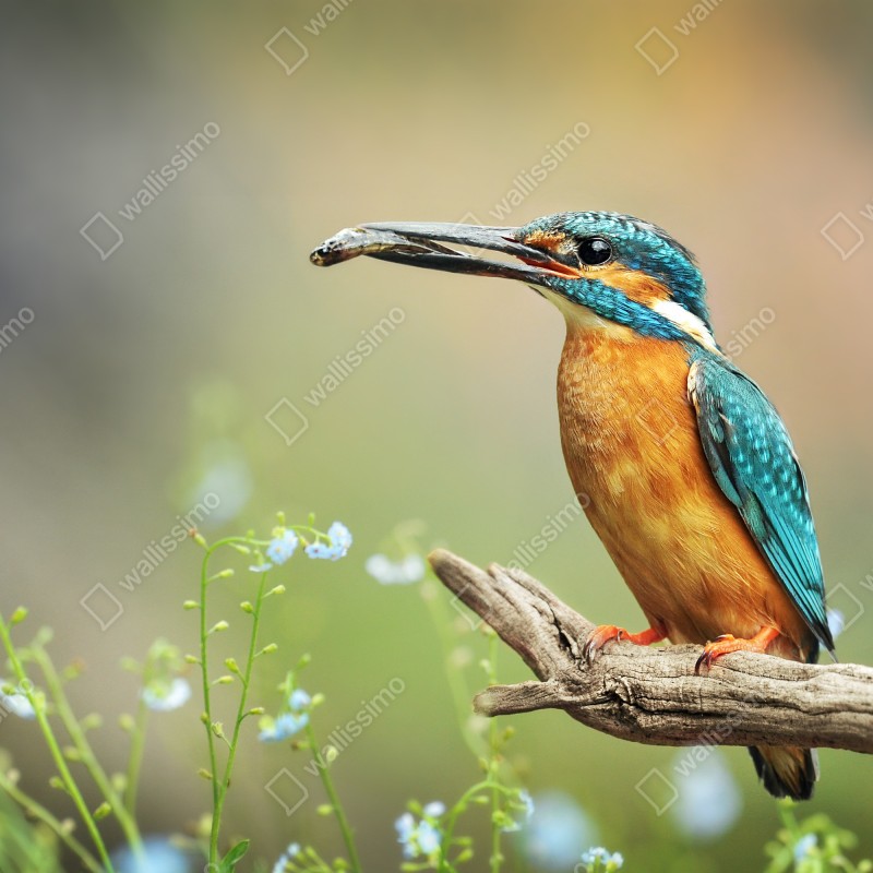 Fototapeta zimorodek na gałęzi z rybą – Wallissimo® Fototapeta zimorodek na gałęzi z rybą – Wallissimo®