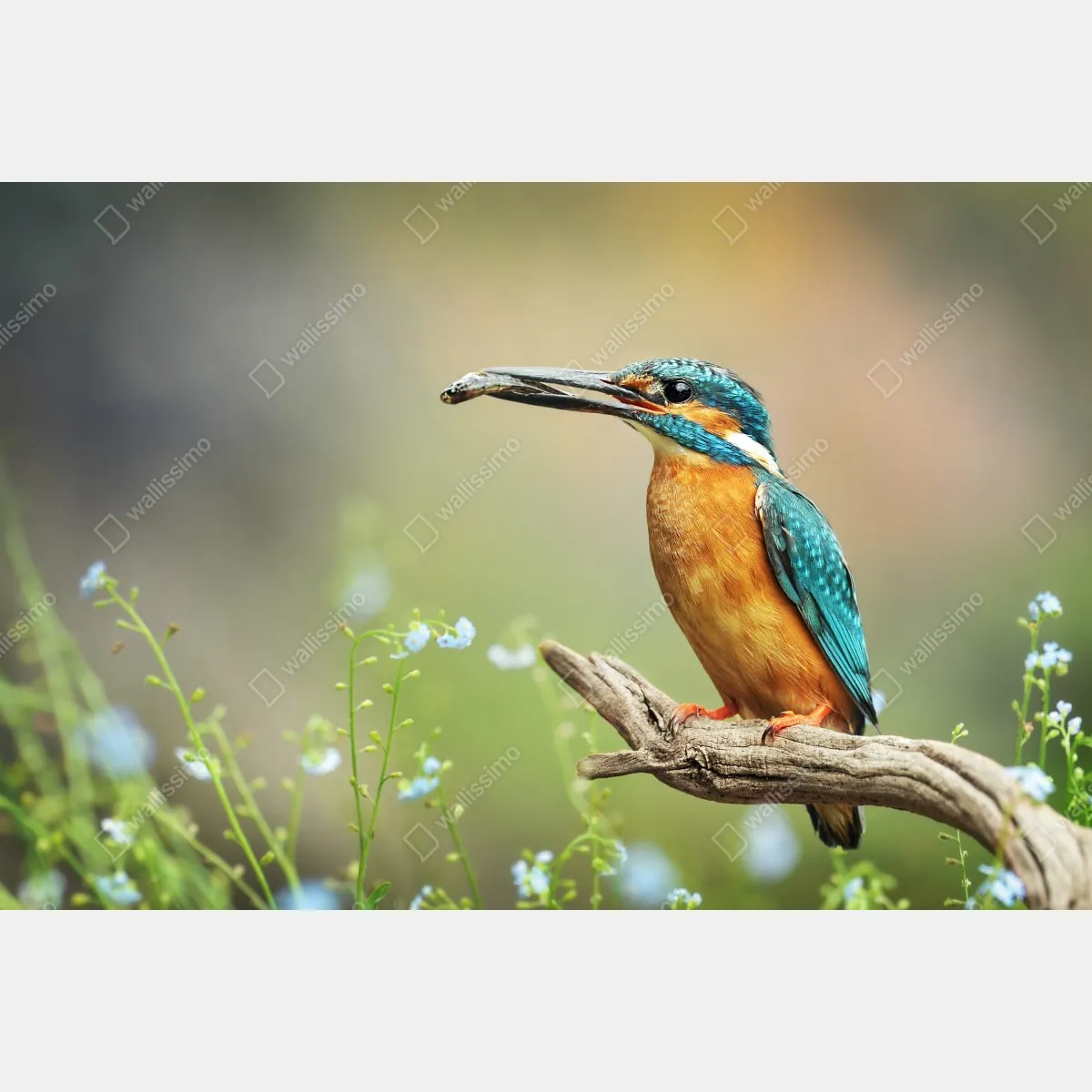 Fototapeta zimorodek na gałęzi z rybą – Wallissimo® Fototapeta zimorodek na gałęzi z rybą – Wallissimo®