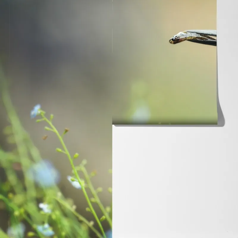 Fototapeta zimorodek na gałęzi z rybą – Wallissimo® Fototapeta zimorodek na gałęzi z rybą – Wallissimo®