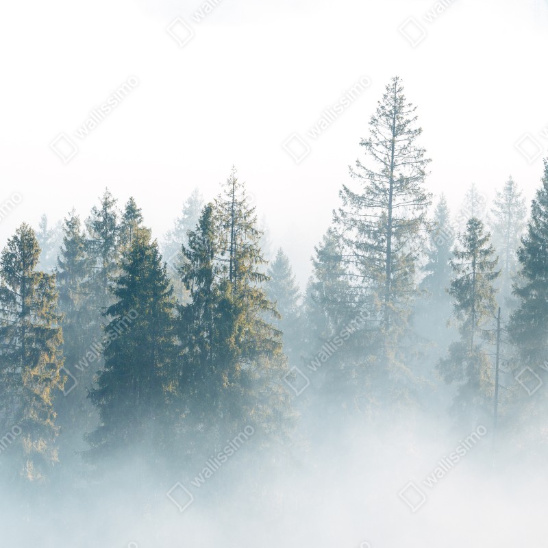 Fototapeta mglisty las świerków o poranku – Wallissimo® Fototapeta mglisty las świerków o poranku – Wallissimo®
