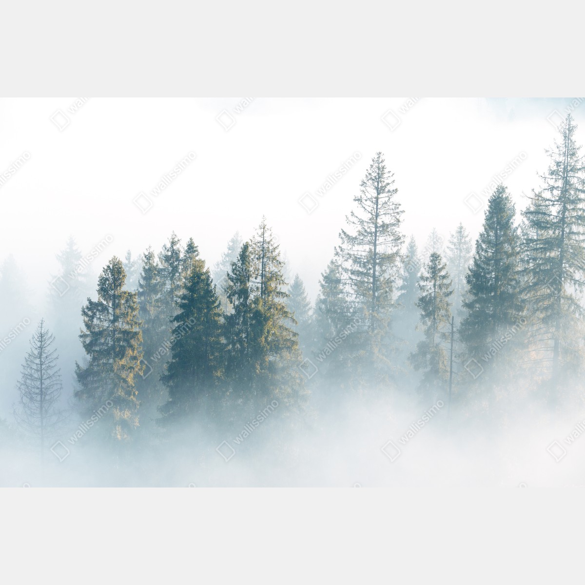 Fototapeta mglisty las świerków o poranku – Wallissimo® Fototapeta mglisty las świerków o poranku – Wallissimo®