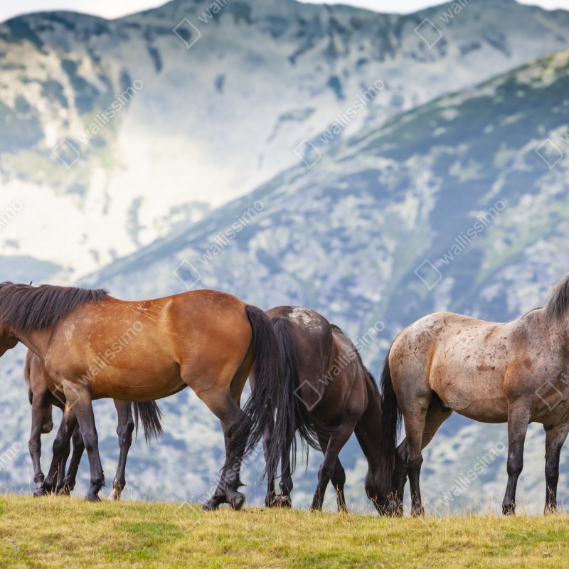 Fototapeta konie na górskiej łące – Wallissimo® Fototapeta konie na górskiej łące – Wallissimo®