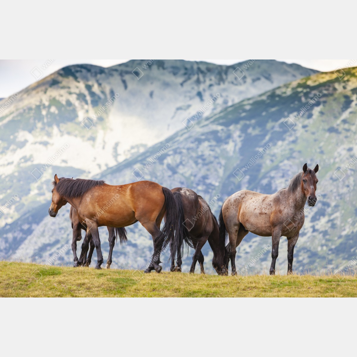 Fototapeta konie na górskiej łące – Wallissimo® Fototapeta konie na górskiej łące – Wallissimo®