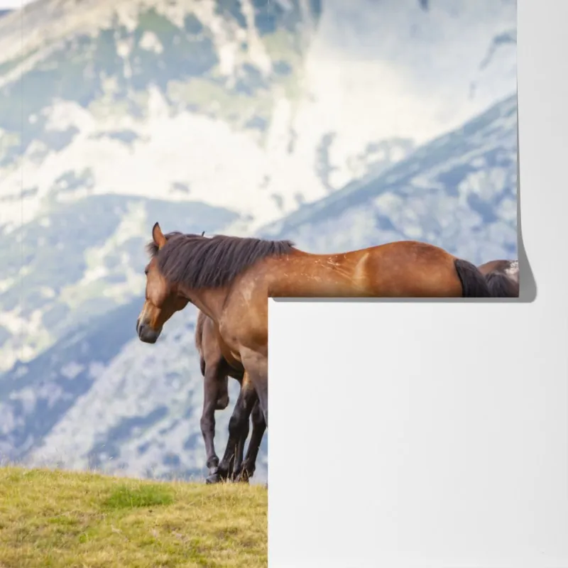 Fototapeta konie na górskiej łące – Wallissimo® Fototapeta konie na górskiej łące – Wallissimo®