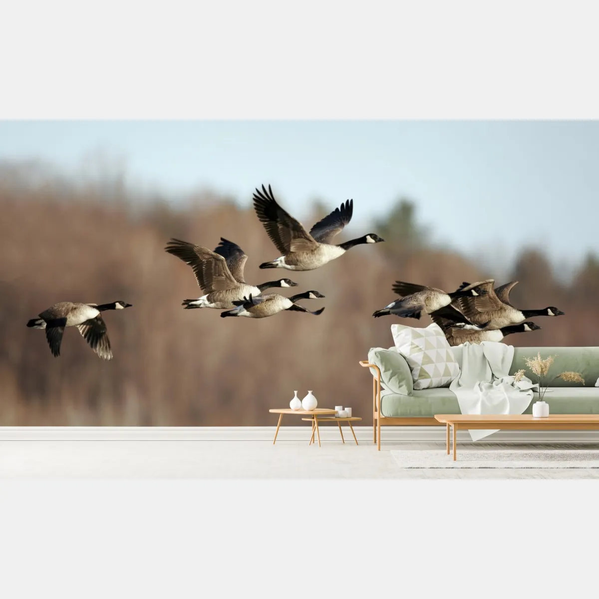Fototapeta gęsi w locie nad jesiennym mokradłem – Wallissimo® Fototapeta gęsi w locie nad jesiennym mokradłem – Wallissimo®