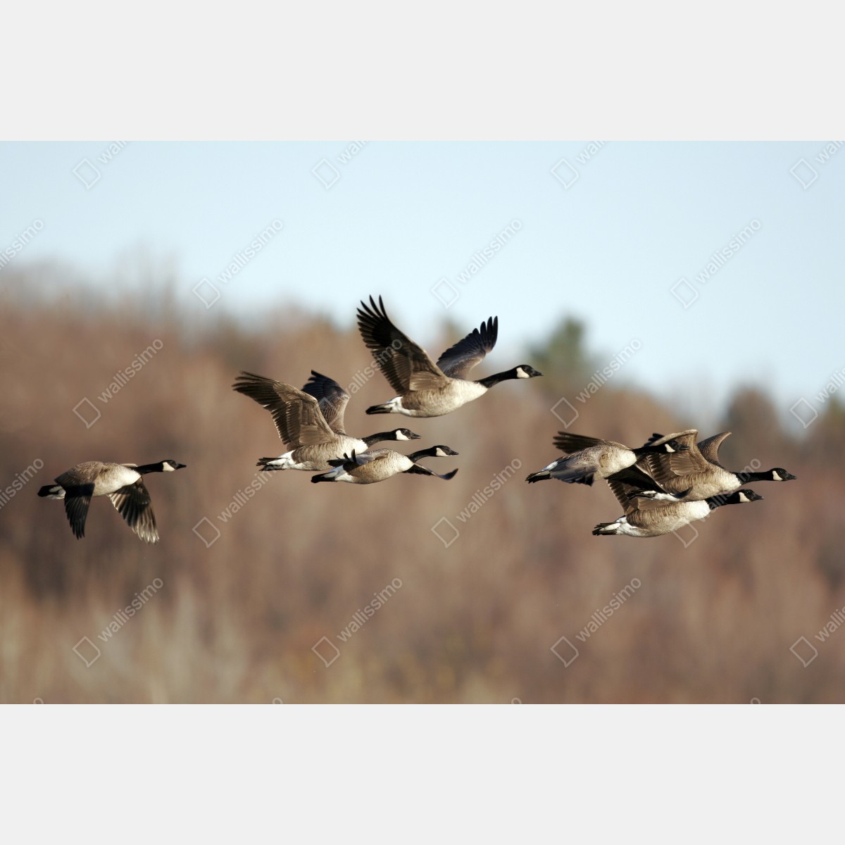 Fototapeta gęsi w locie nad jesiennym mokradłem – Wallissimo® Fototapeta gęsi w locie nad jesiennym mokradłem – Wallissimo®