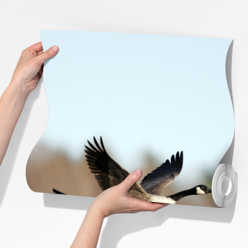 Fototapeta gęsi w locie nad jesiennym mokradłem – Wallissimo® Fototapeta gęsi w locie nad jesiennym mokradłem – Wallissimo®