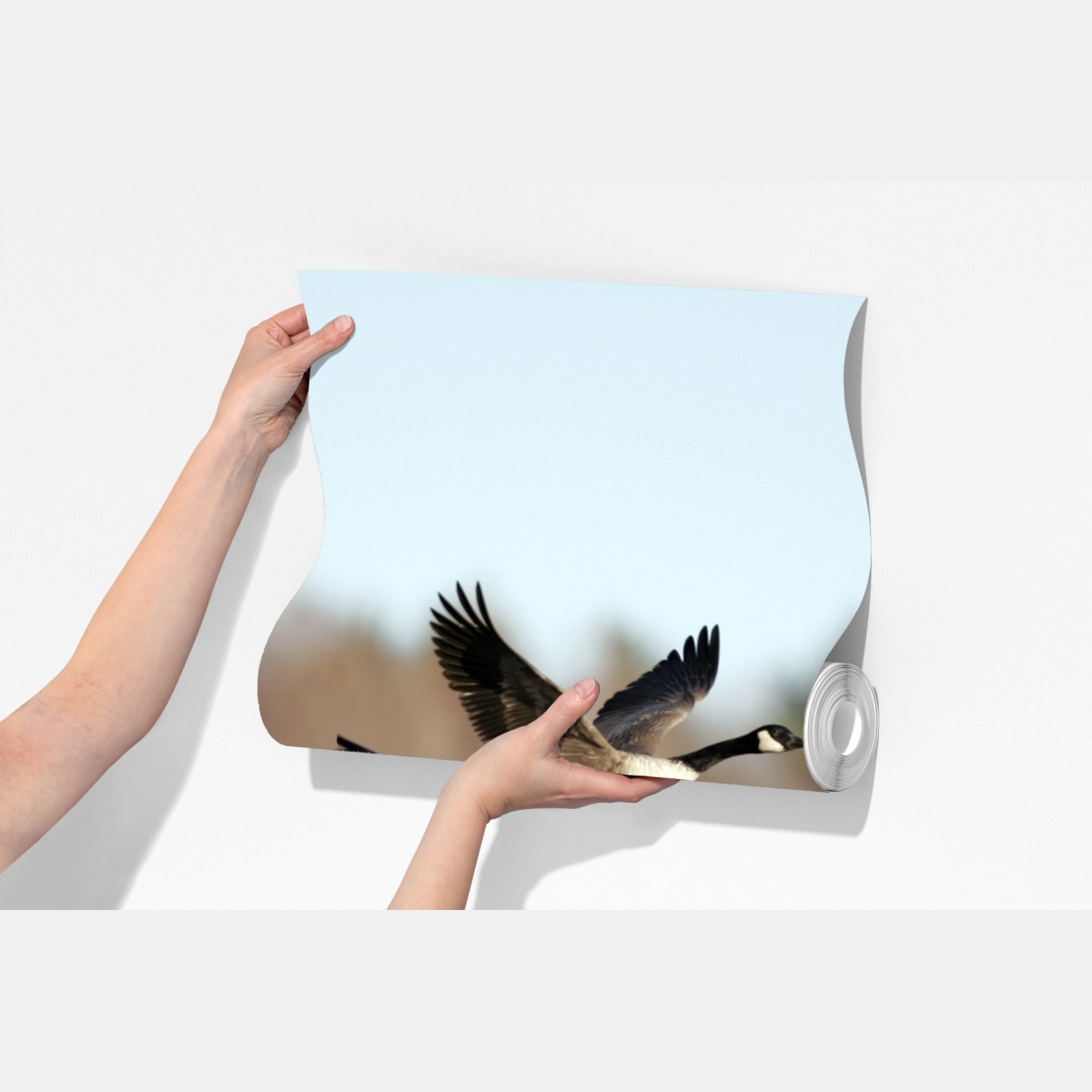 Fototapeta gęsi w locie nad jesiennym mokradłem – Wallissimo® Fototapeta gęsi w locie nad jesiennym mokradłem – Wallissimo®