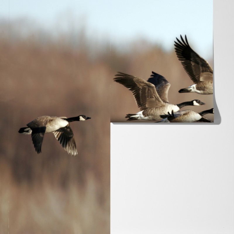 Fototapeta gęsi w locie nad jesiennym mokradłem – Wallissimo® Fototapeta gęsi w locie nad jesiennym mokradłem – Wallissimo®