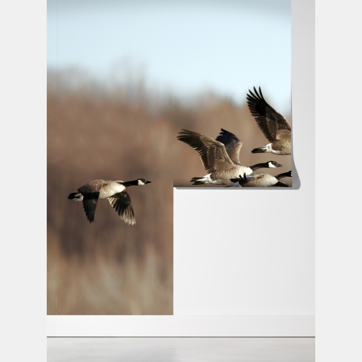 Fototapeta gęsi w locie nad jesiennym mokradłem – Wallissimo® Fototapeta gęsi w locie nad jesiennym mokradłem – Wallissimo®