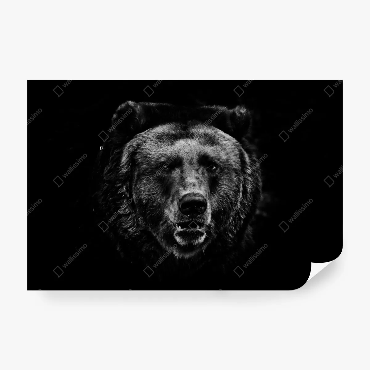Fototapeta mroczny portret niedźwiedzia grizzly – Wallissimo® Fototapeta mroczny portret niedźwiedzia grizzly – Wallissimo®