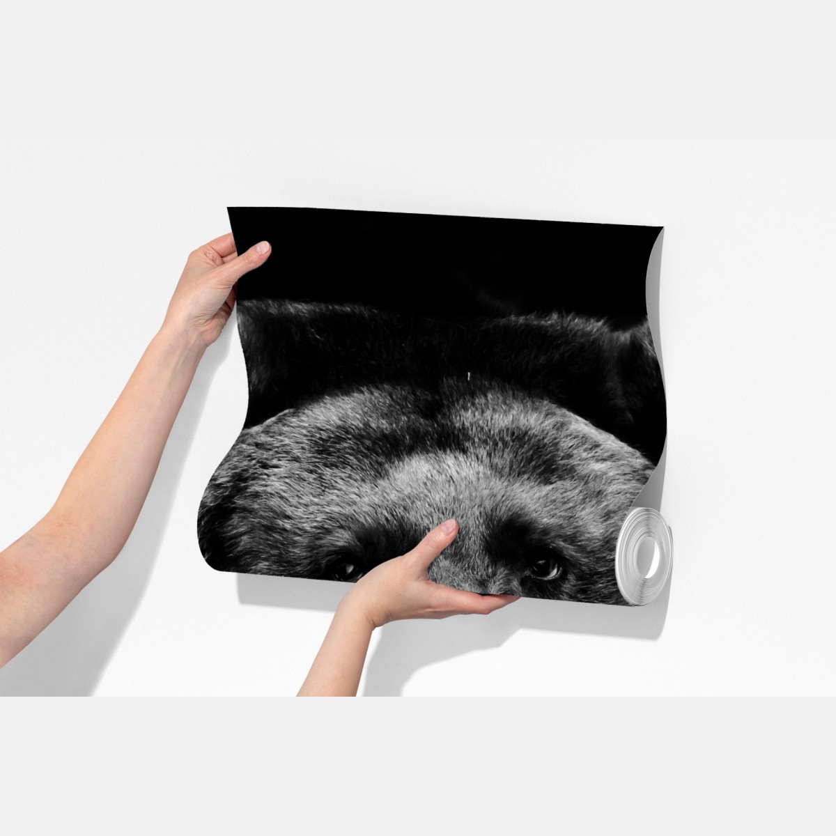 Fototapeta mroczny portret niedźwiedzia grizzly – Wallissimo® Fototapeta mroczny portret niedźwiedzia grizzly – Wallissimo®