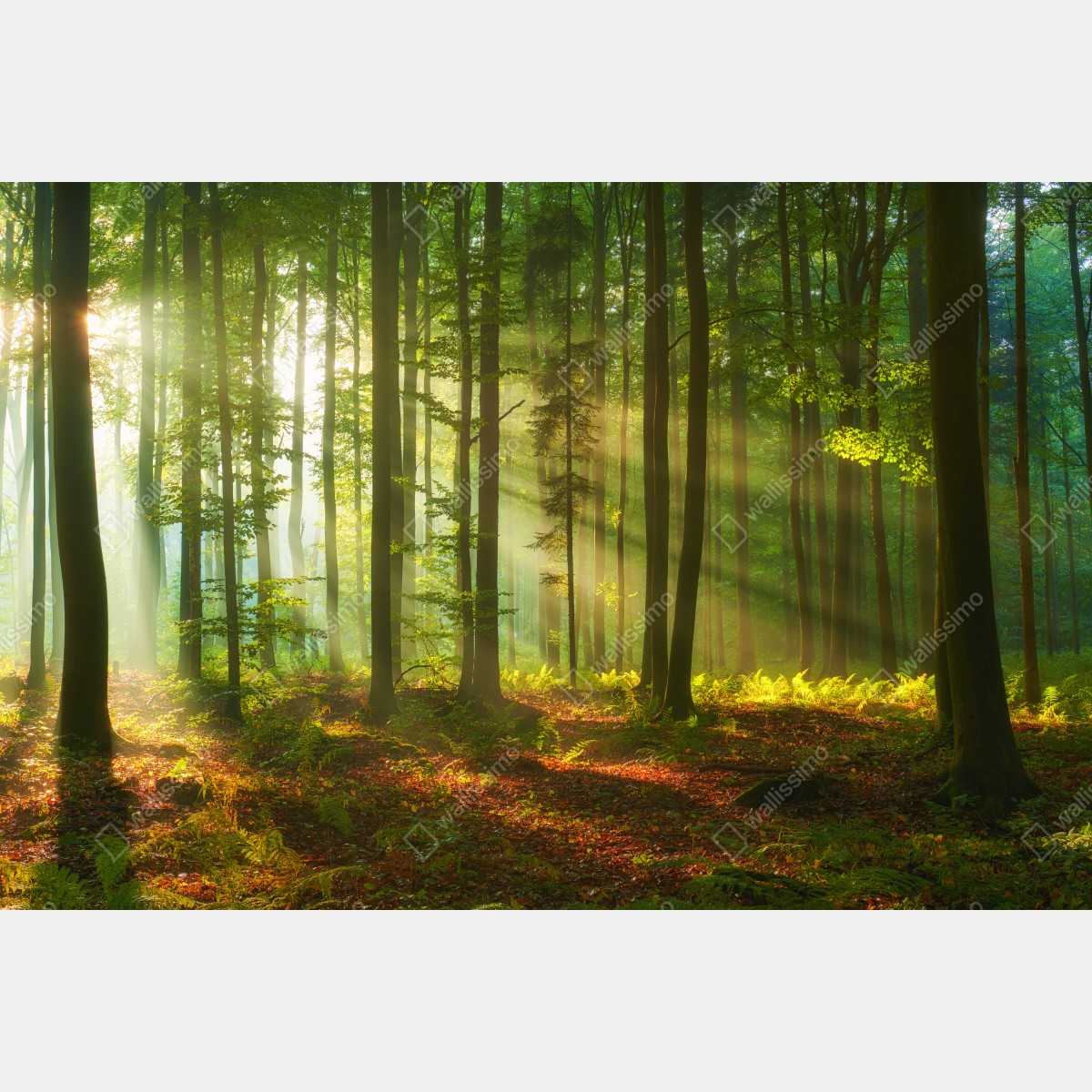 Fototapeta poranne światło w zielonym lesie – Wallissimo® Fototapeta poranne światło w zielonym lesie – Wallissimo®