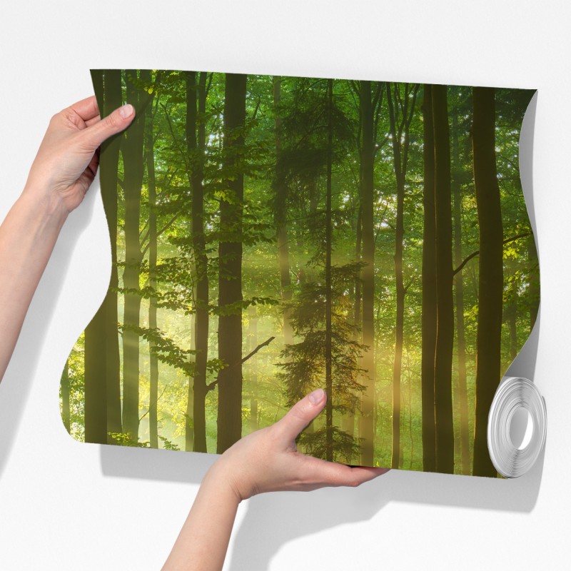 Fototapeta poranne światło w zielonym lesie – Wallissimo® Fototapeta poranne światło w zielonym lesie – Wallissimo®