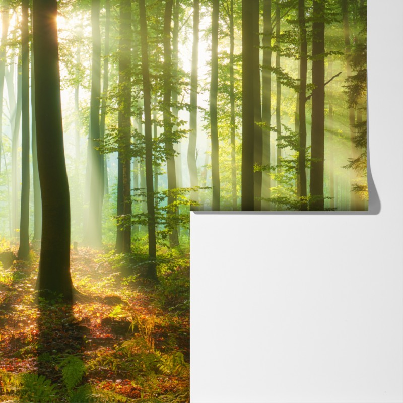 Fototapeta poranne światło w zielonym lesie – Wallissimo® Fototapeta poranne światło w zielonym lesie – Wallissimo®