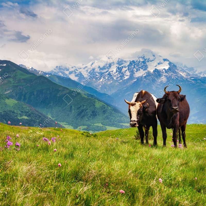 Fototapeta alpejska łąka z pasącymi się krowami – Wallissimo® Fototapeta alpejska łąka z pasącymi się krowami – Wallissimo®