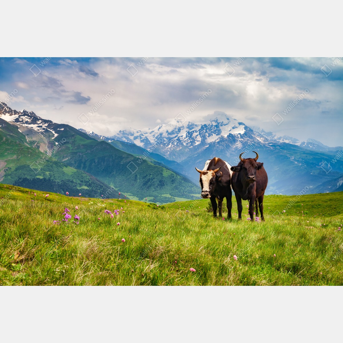 Fototapeta alpejska łąka z pasącymi się krowami – Wallissimo® Fototapeta alpejska łąka z pasącymi się krowami – Wallissimo®