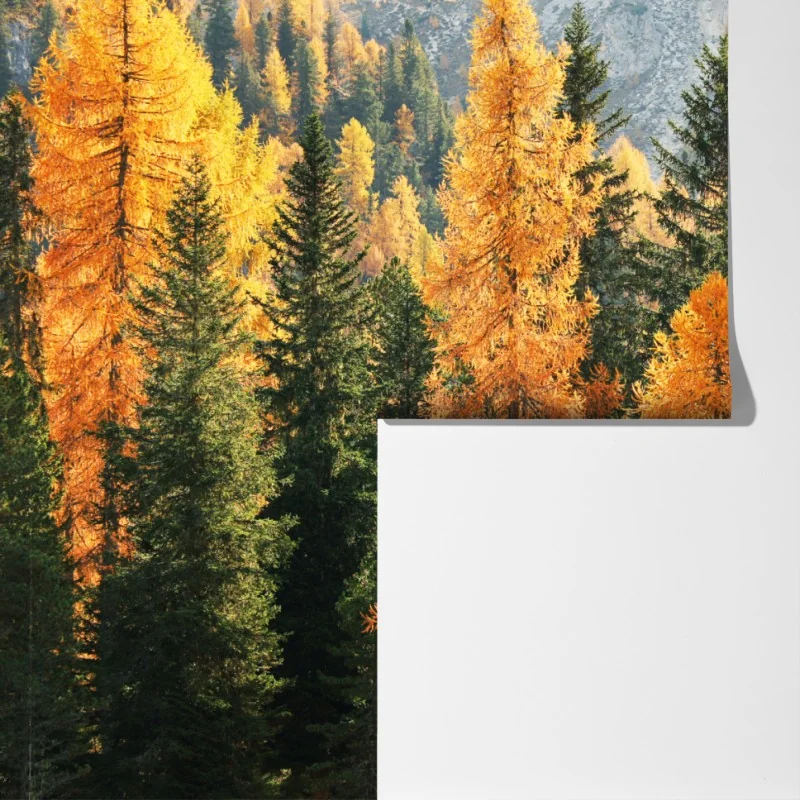 Fototapeta złoty jesienny las modrzewiowy – Wallissimo® Fototapeta złoty jesienny las modrzewiowy – Wallissimo®