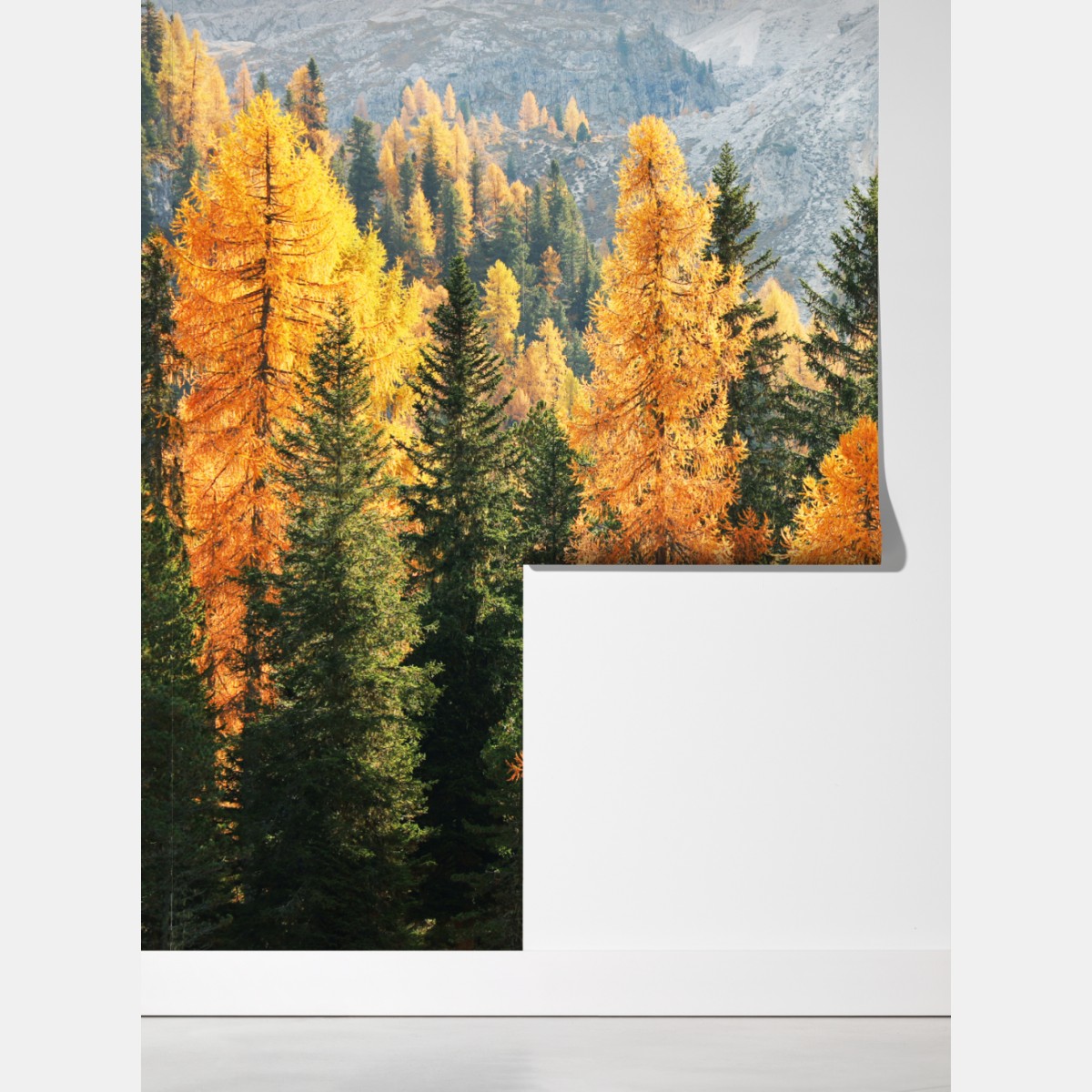 Fototapeta złoty jesienny las modrzewiowy – Wallissimo® Fototapeta złoty jesienny las modrzewiowy – Wallissimo®