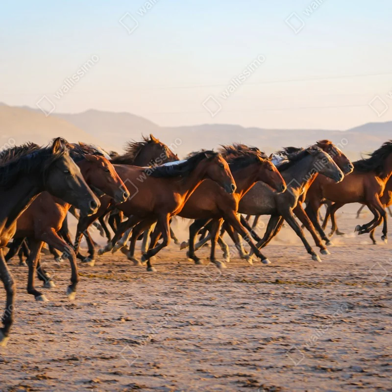 Fototapeta stado koni yilki galopujących po polu w Kayseri – Wallissimo® Fototapeta stado koni yilki galopujących po polu w Kayseri – Wallissimo®