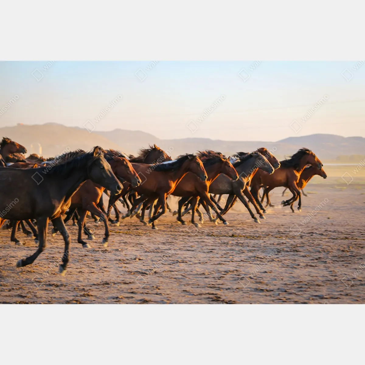 Fototapeta stado koni yilki galopujących po polu w Kayseri – Wallissimo® Fototapeta stado koni yilki galopujących po polu w Kayseri – Wallissimo®