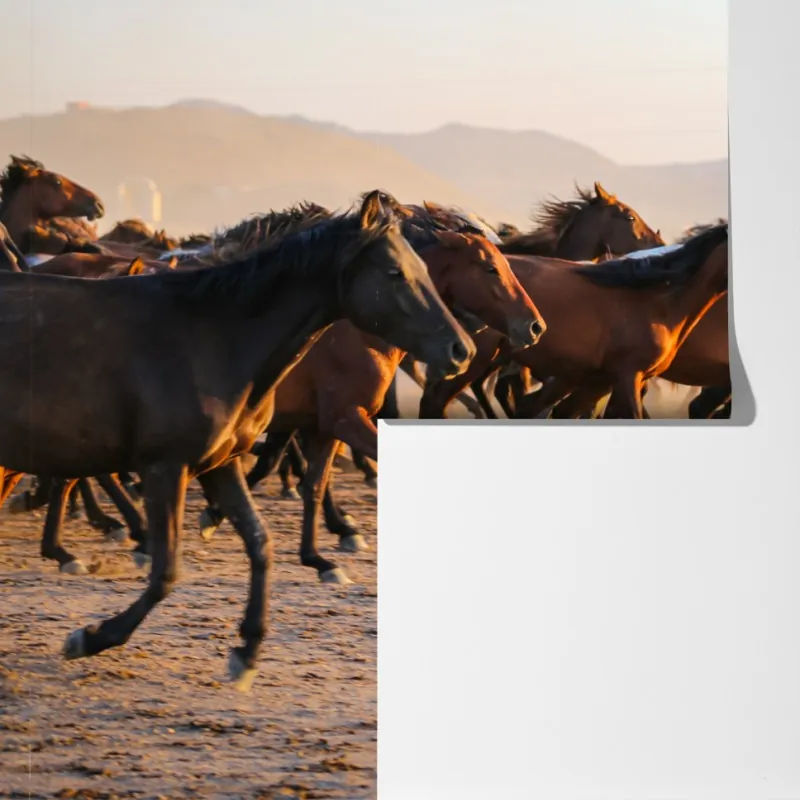 Fototapeta stado koni yilki galopujących po polu w Kayseri – Wallissimo® Fototapeta stado koni yilki galopujących po polu w Kayseri – Wallissimo®