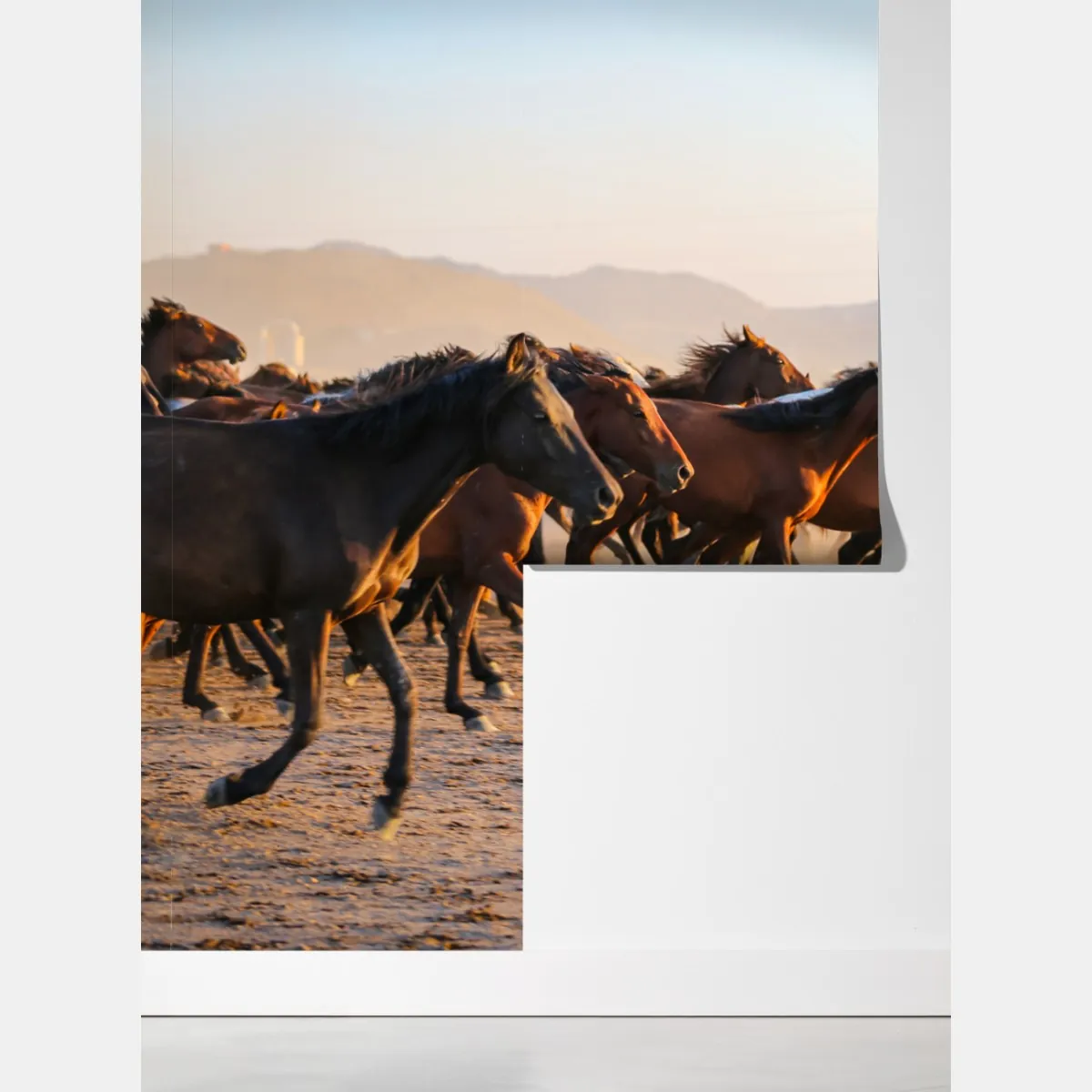 Fototapeta stado koni yilki galopujących po polu w Kayseri – Wallissimo® Fototapeta stado koni yilki galopujących po polu w Kayseri – Wallissimo®