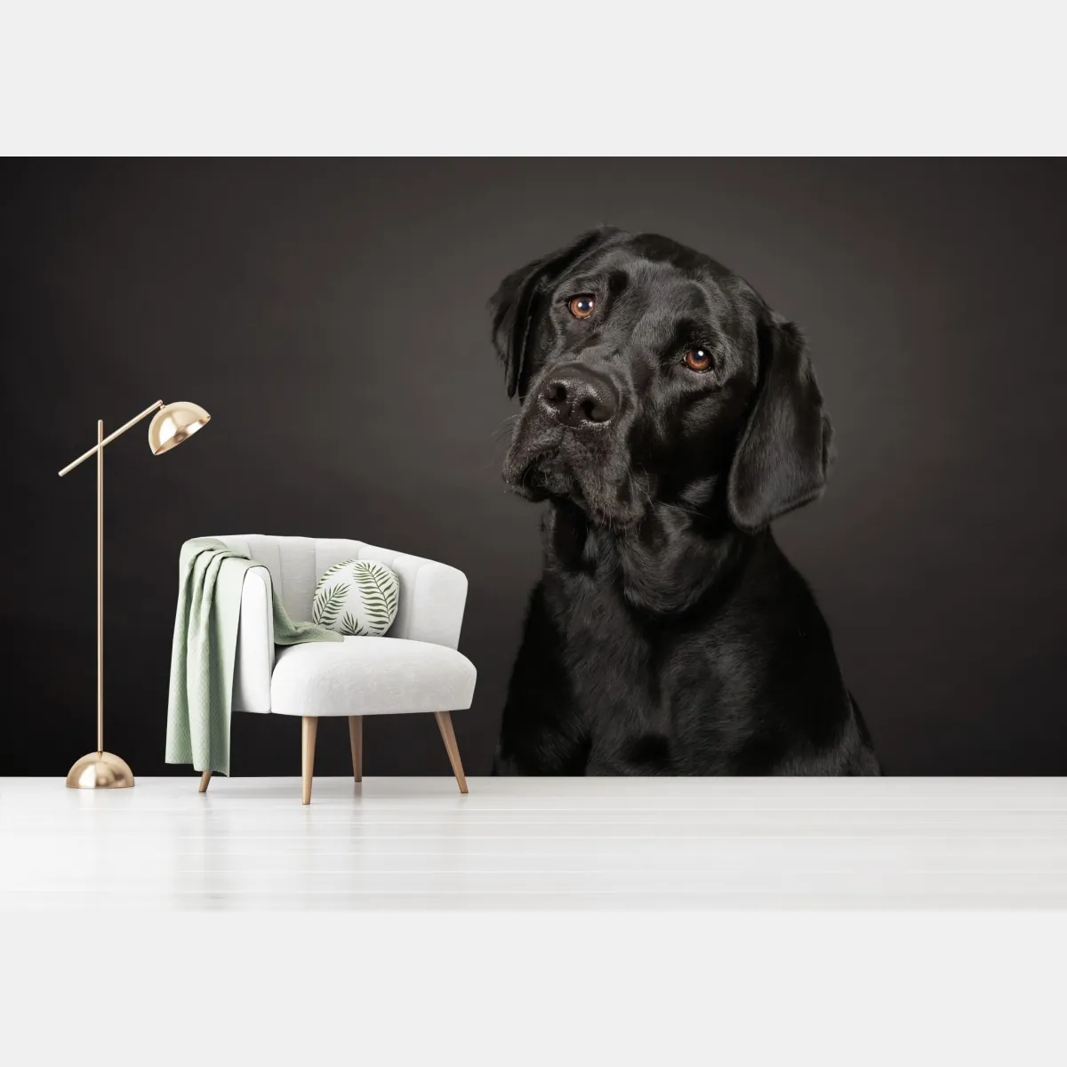 Fototapeta portret studyjny czarnego labradora – Wallissimo® Fototapeta portret studyjny czarnego labradora – Wallissimo®