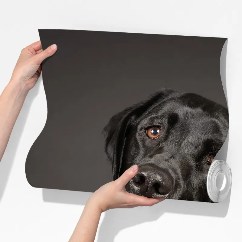 Fototapeta portret studyjny czarnego labradora – Wallissimo® Fototapeta portret studyjny czarnego labradora – Wallissimo®