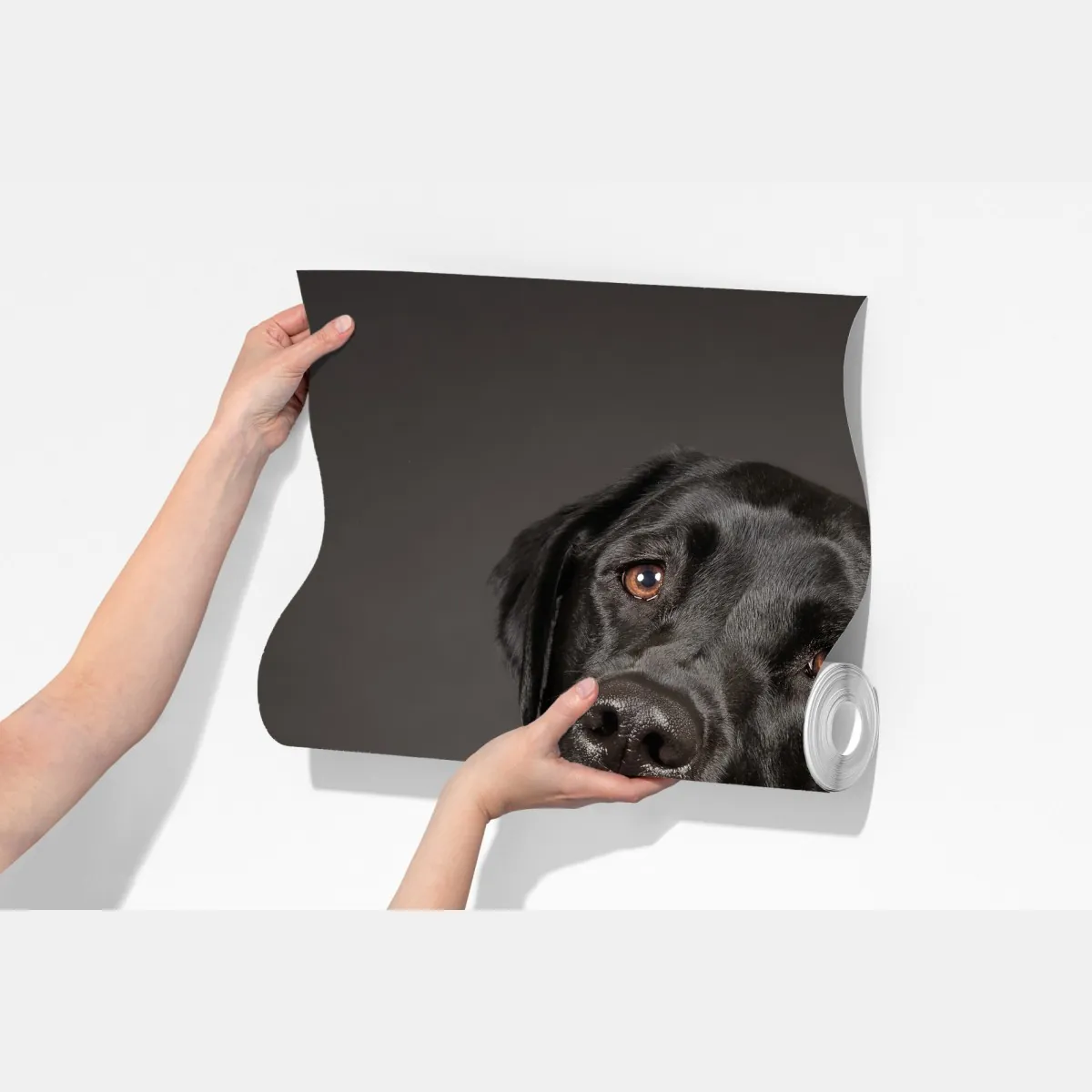 Fototapeta portret studyjny czarnego labradora – Wallissimo® Fototapeta portret studyjny czarnego labradora – Wallissimo®