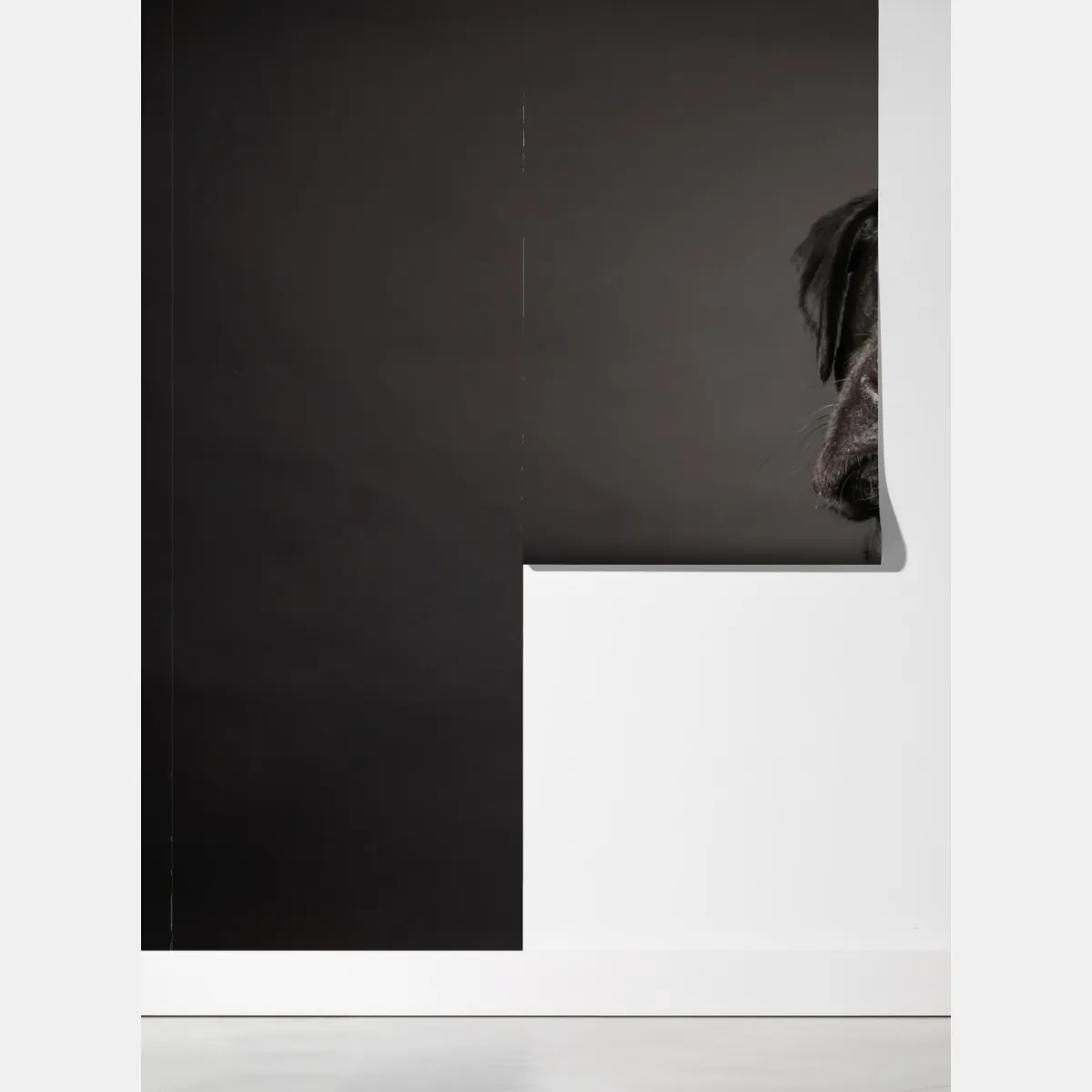 Fototapeta portret studyjny czarnego labradora – Wallissimo® Fototapeta portret studyjny czarnego labradora – Wallissimo®