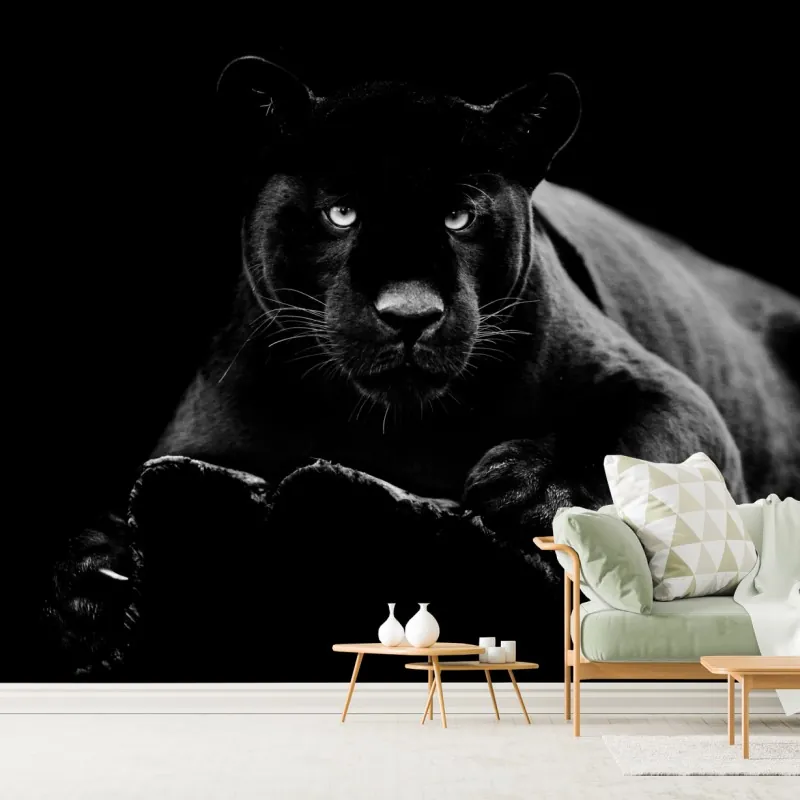 Fototapeta majestatyczny portret czarnej pantery