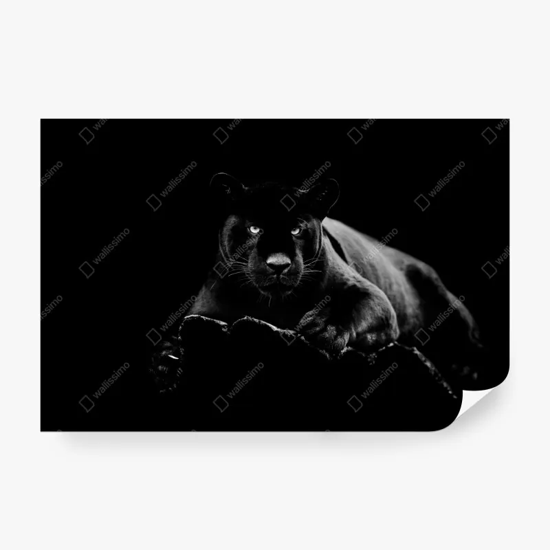 Fototapeta żywy portret tukana – Wallissimo®