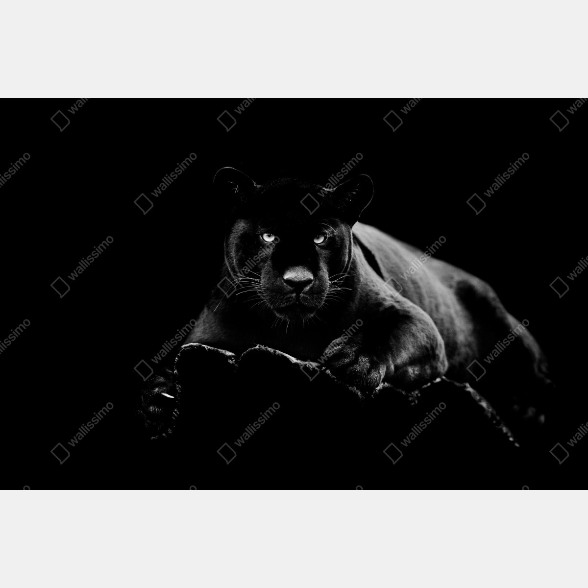 Fototapeta majestatyczny portret czarnej pantery – Wallissimo® Fototapeta majestatyczny portret czarnej pantery – Wallissimo®