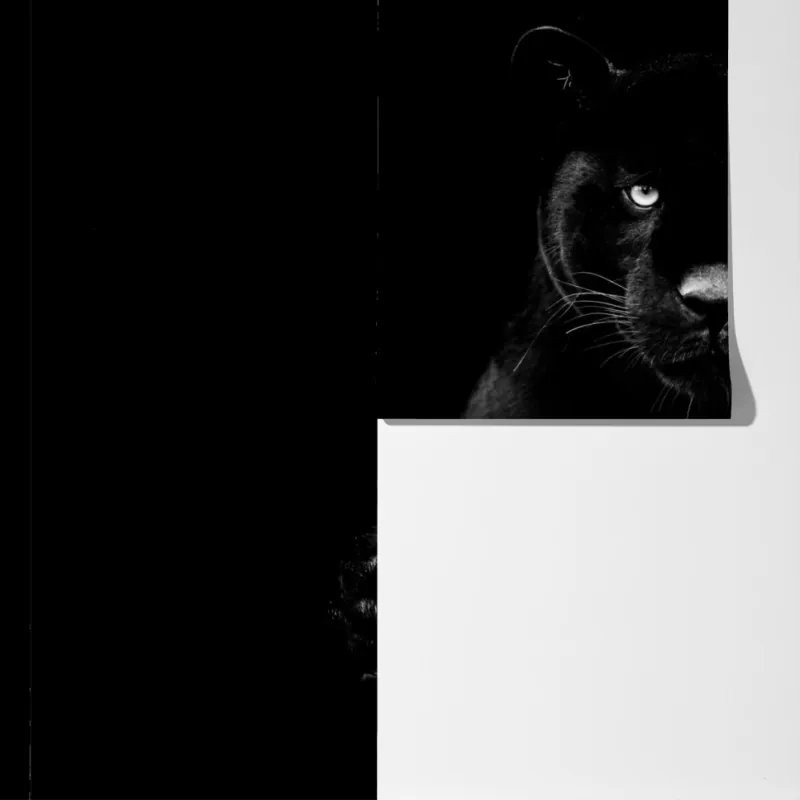 Fototapeta majestatyczny portret czarnej pantery – Wallissimo® Fototapeta majestatyczny portret czarnej pantery – Wallissimo®