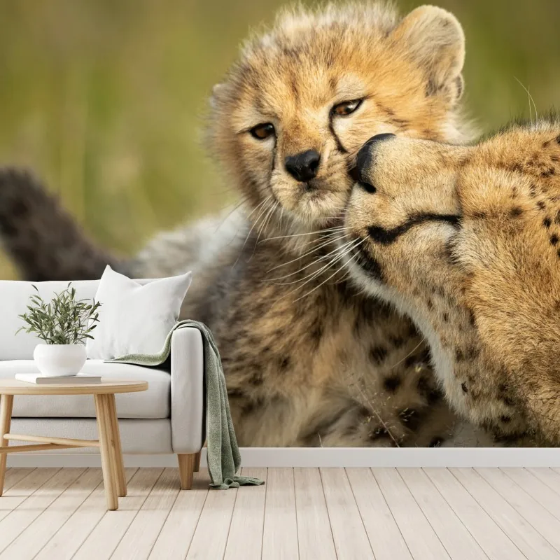 Fototapeta matka geparda przytulająca młodego – Wallissimo® Fototapeta matka geparda przytulająca młodego – Wallissimo®