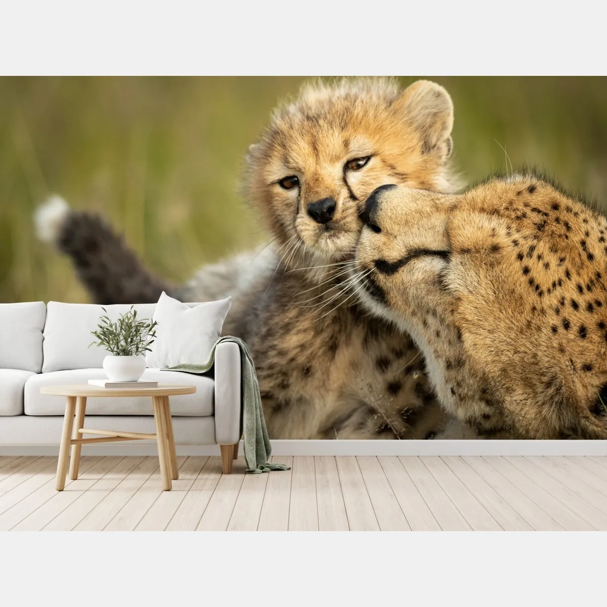 Fototapeta matka geparda przytulająca młodego – Wallissimo® Fototapeta matka geparda przytulająca młodego – Wallissimo®
