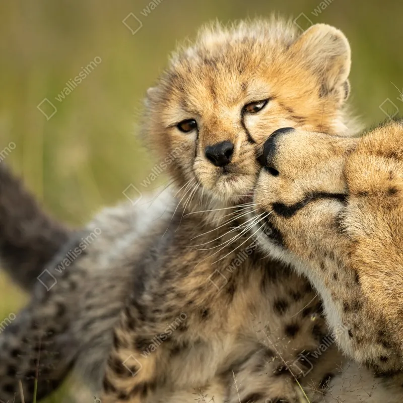 Fototapeta matka geparda przytulająca młodego – Wallissimo® Fototapeta matka geparda przytulająca młodego – Wallissimo®