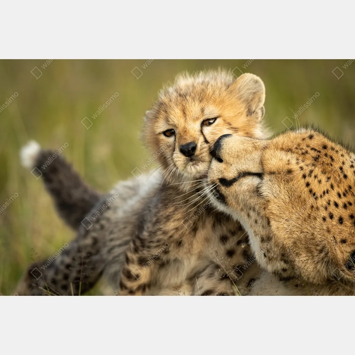 Fototapeta matka geparda przytulająca młodego – Wallissimo® Fototapeta matka geparda przytulająca młodego – Wallissimo®